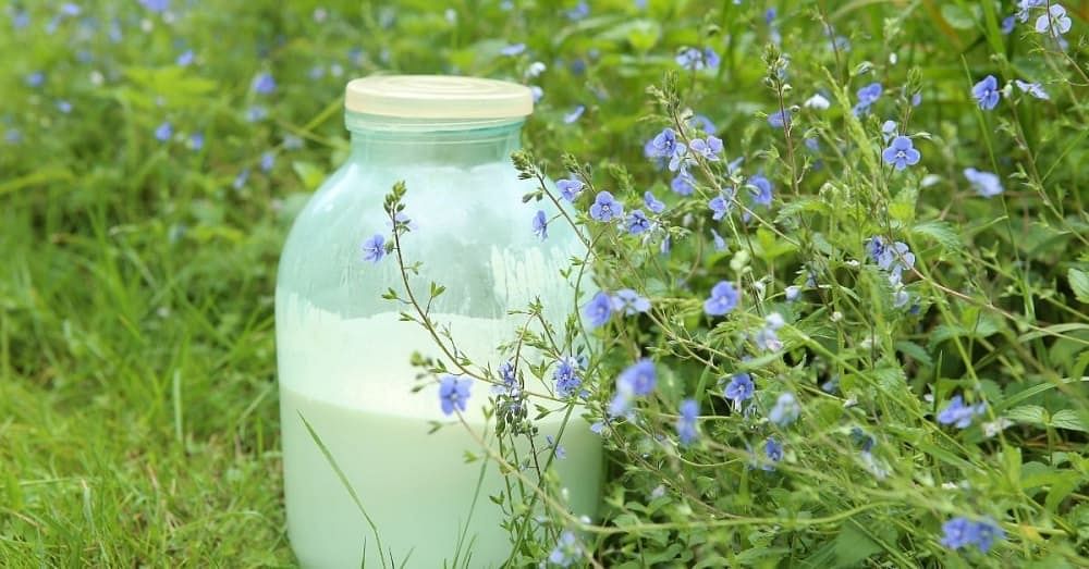 Incredible Raw Milk on Face Benefits Uses Study Backed Bodywise